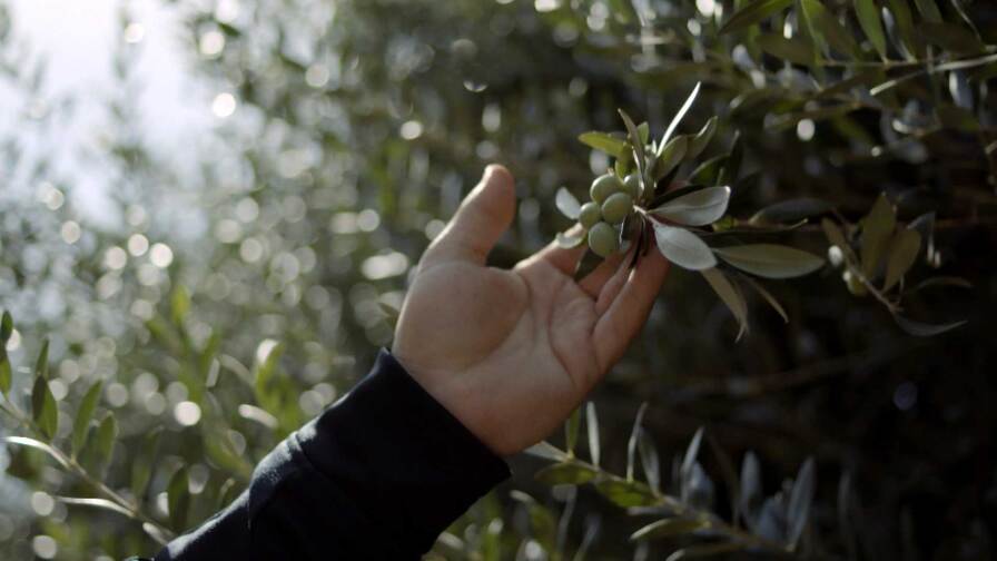 A hand holds an olive branch at the Séka Hills olive grove. | Still from "Tending Nature" episode "Reclaiming Agriculture with the Yocha Dehe Wintun Nation"
