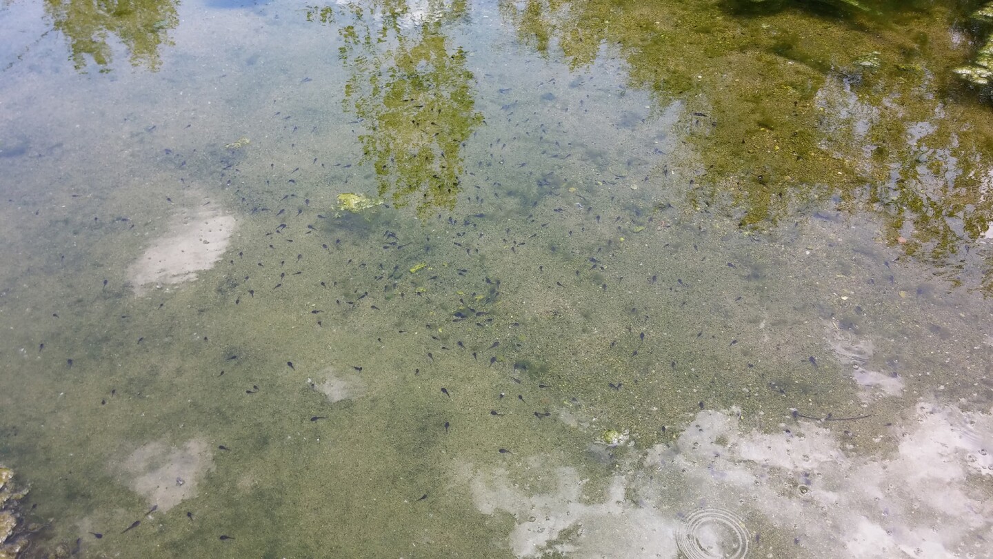 toad_tadpoles.jpg