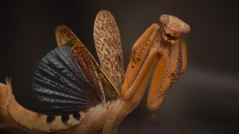 How Mantises Became Nature’s Strangest Assassins