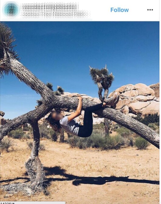 Person hanging from Joshua tree | Image: via Instagram