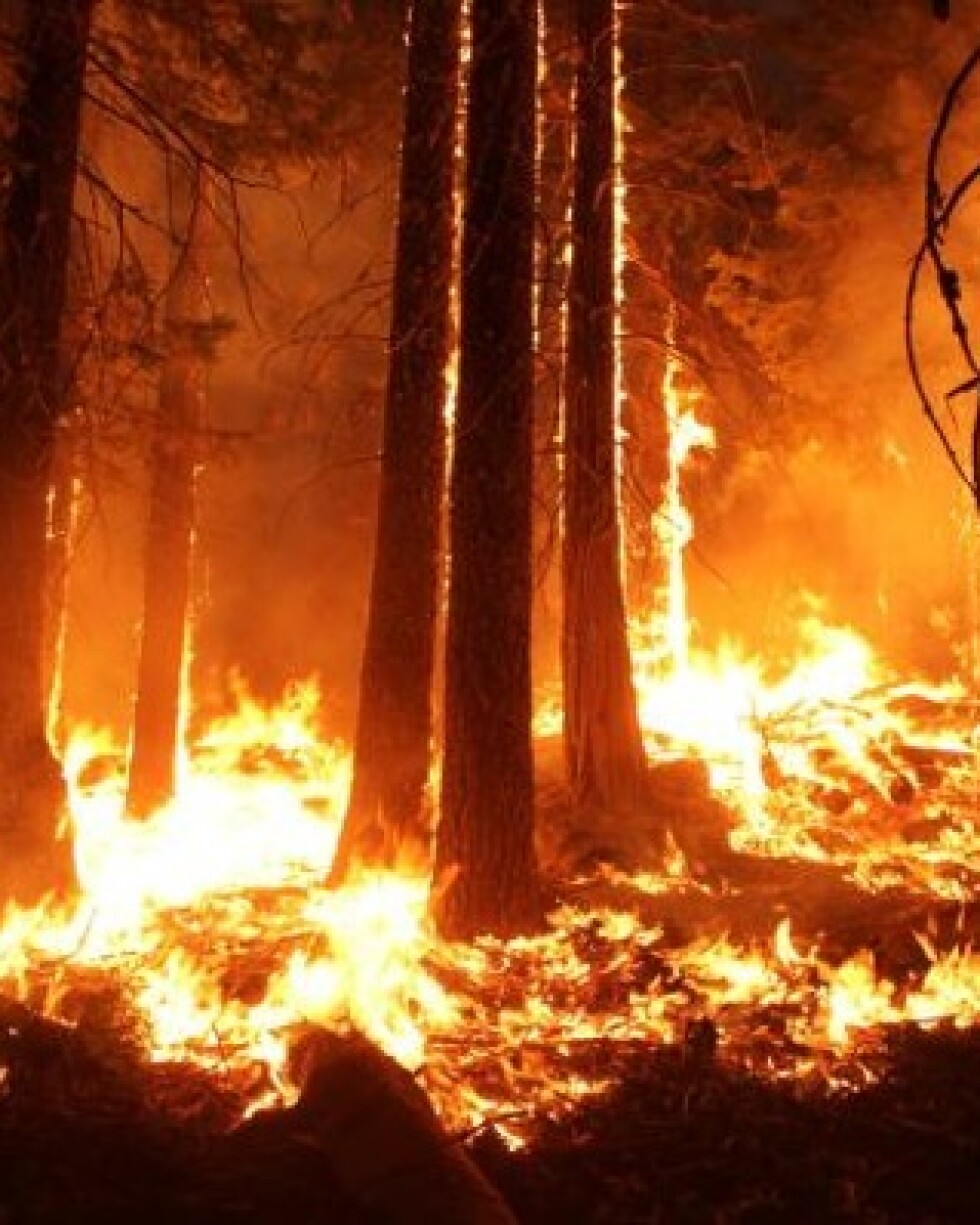Fire from a burning operation around the Rim Fire. | Photo: Courtesy Mike McMillan/USFS/Inciweb
