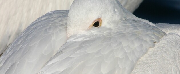 birdersslider