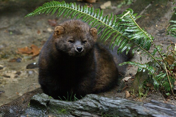 pacific-fiher-rat-poison-3-20-14-thumb-600x401-70762