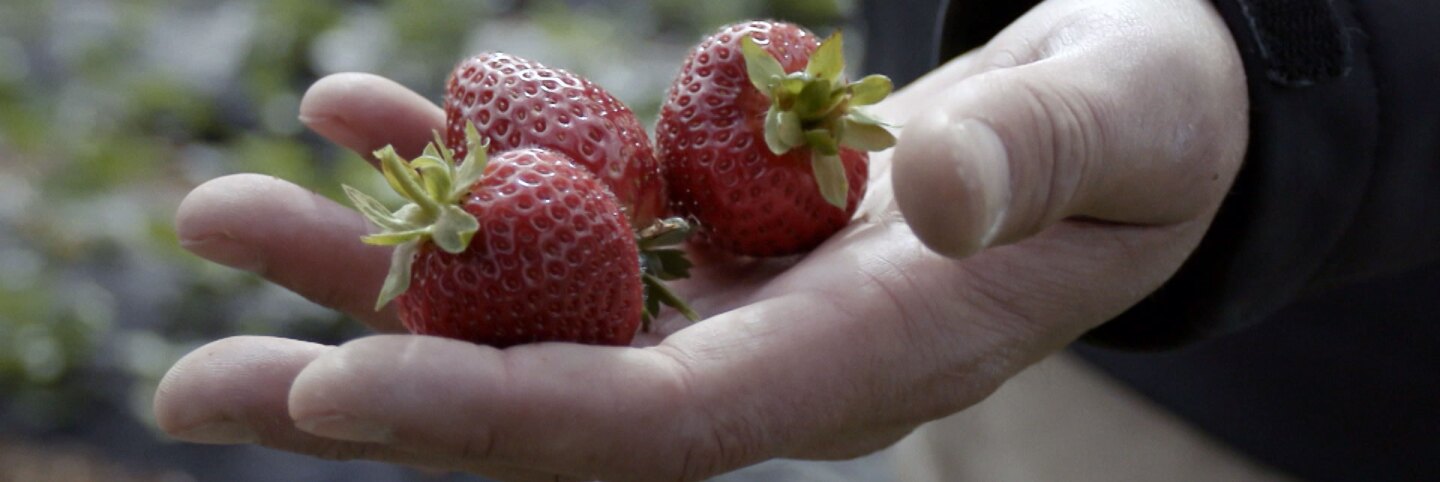 Hand holding strawberries grown at Potawot Community Food Garden. | Still from "Tending Nature"