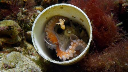 Octopus Mother Propels Her Young to Freedom