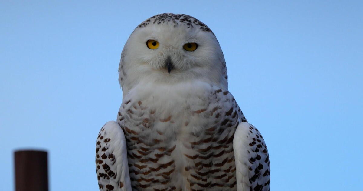 Watch SoCal Snowy Owl | SoCal Snowy Owl Season 1 | PBS SoCal