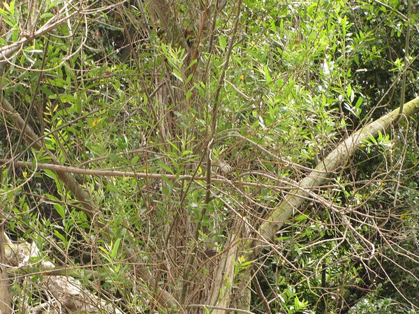 least-bells-vireo-5-16-14-thumb-600x450-74208