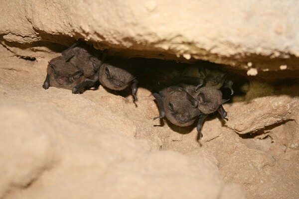 indiana-bats-7-22-13-thumb-600x400-56089
