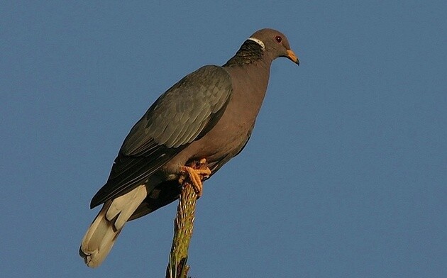 band-tailed-pigeon-2-6-15-thumb-630x392-87753