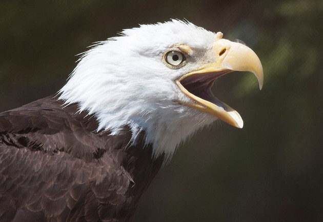 bald-eagle-usfws-8-13-15-thumb-630x433-96348