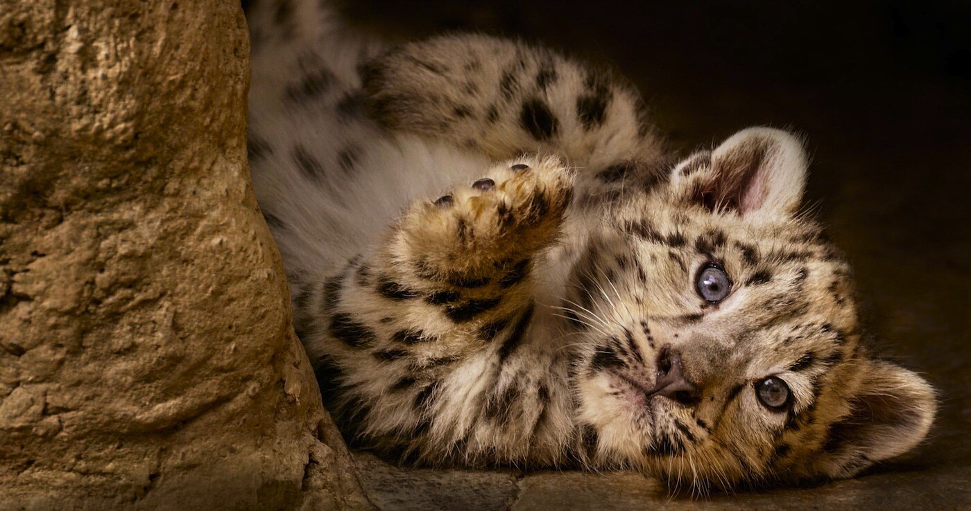 Disneynature's "Born in China" captures snow leopard cubs in the wild