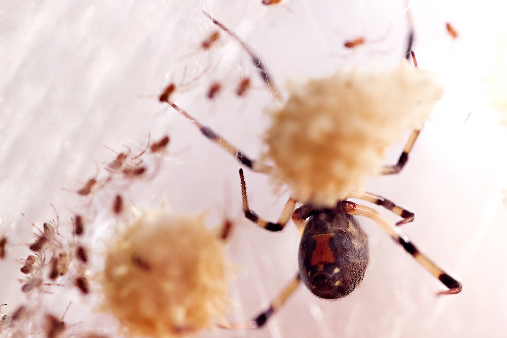 brown-widow-babies-4-3-16.jpg