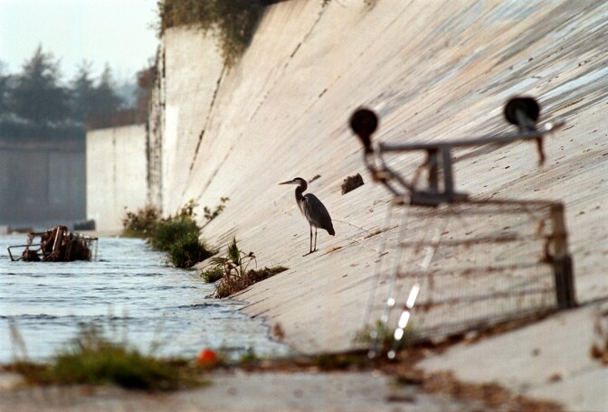 A great blue heron keeps company with shopping carts in the Los Angeles River