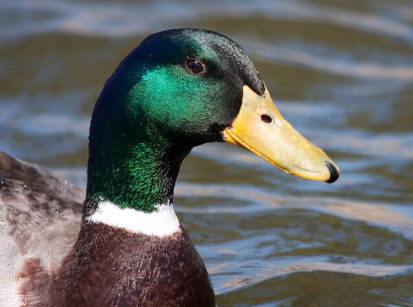 avian-botulism-7-30-14-thumb-600x446-78392