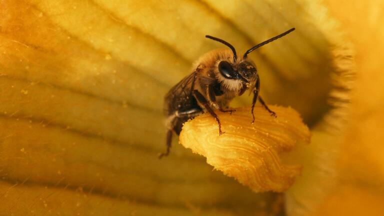 The Secret Life of Squash Bees