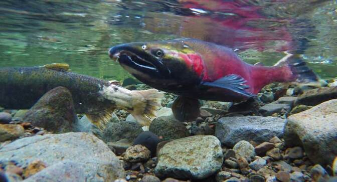 coho-lead-10-17-16.jpg
