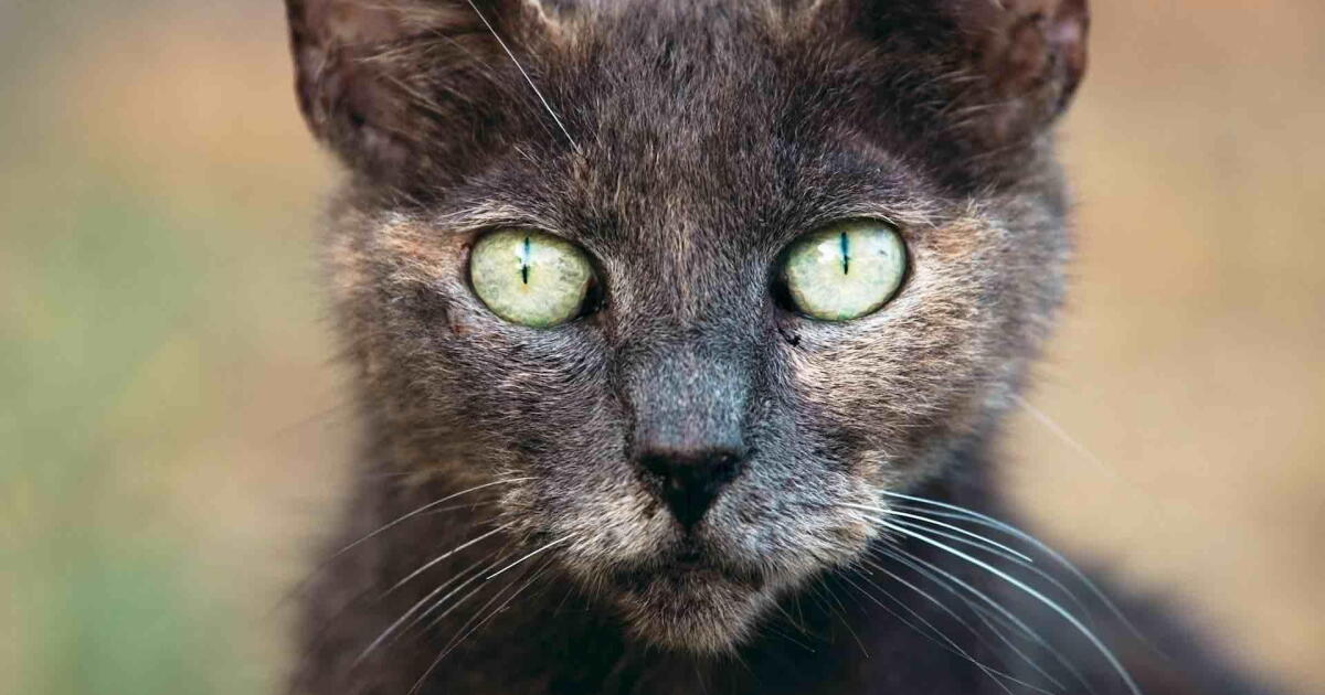 Cat Perfect Predator Watch Your Cat’s Secret Life (as a Deadly Predator) | Human Footprint ...