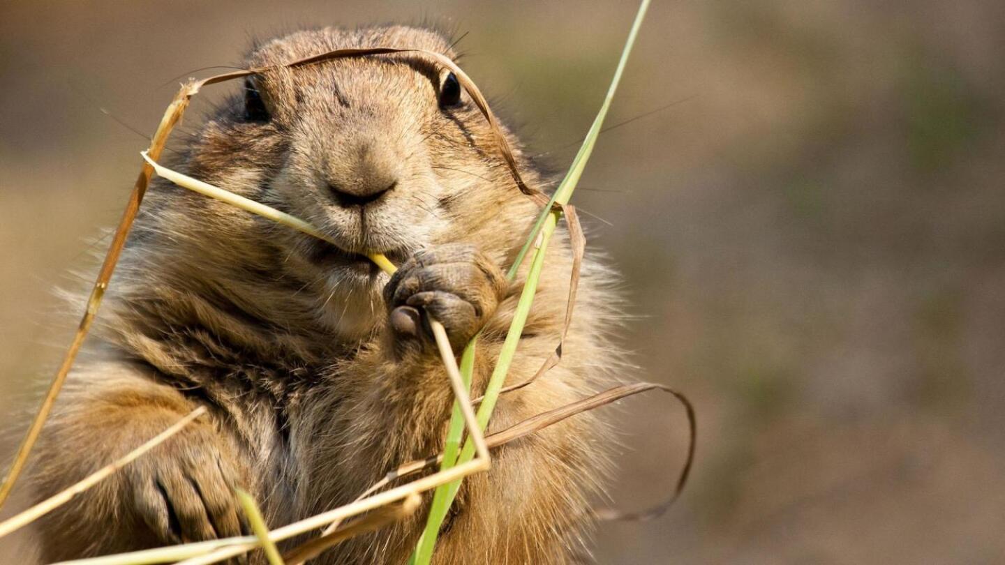 A prairie dog in Northern Mexico.
