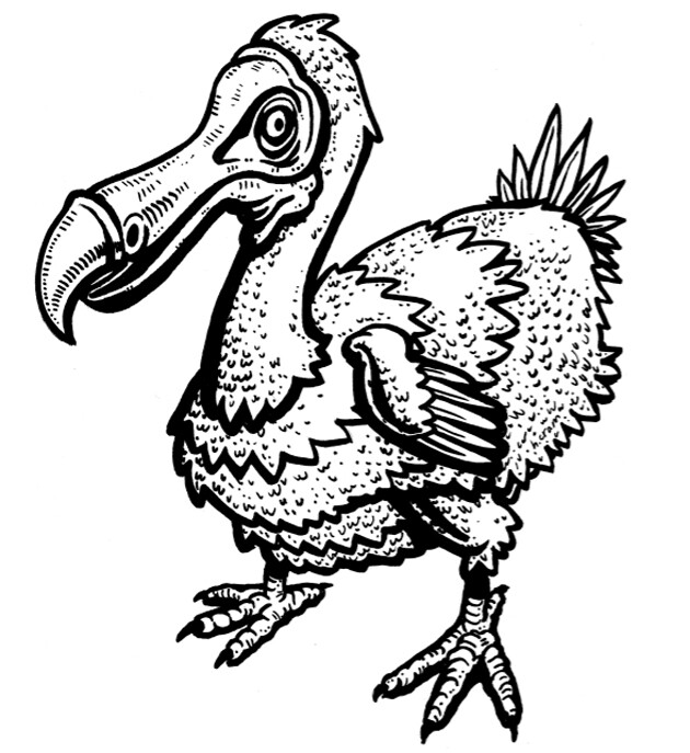 dodo1.jpg