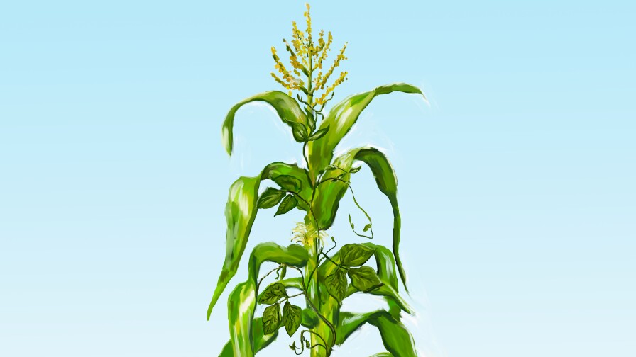 An illustration of the Three Sisters Garden depicts a tall stalk of corn with beans growing up its stalk. Broad leaves from the squash plant and squash are at the bottom of the stalk.