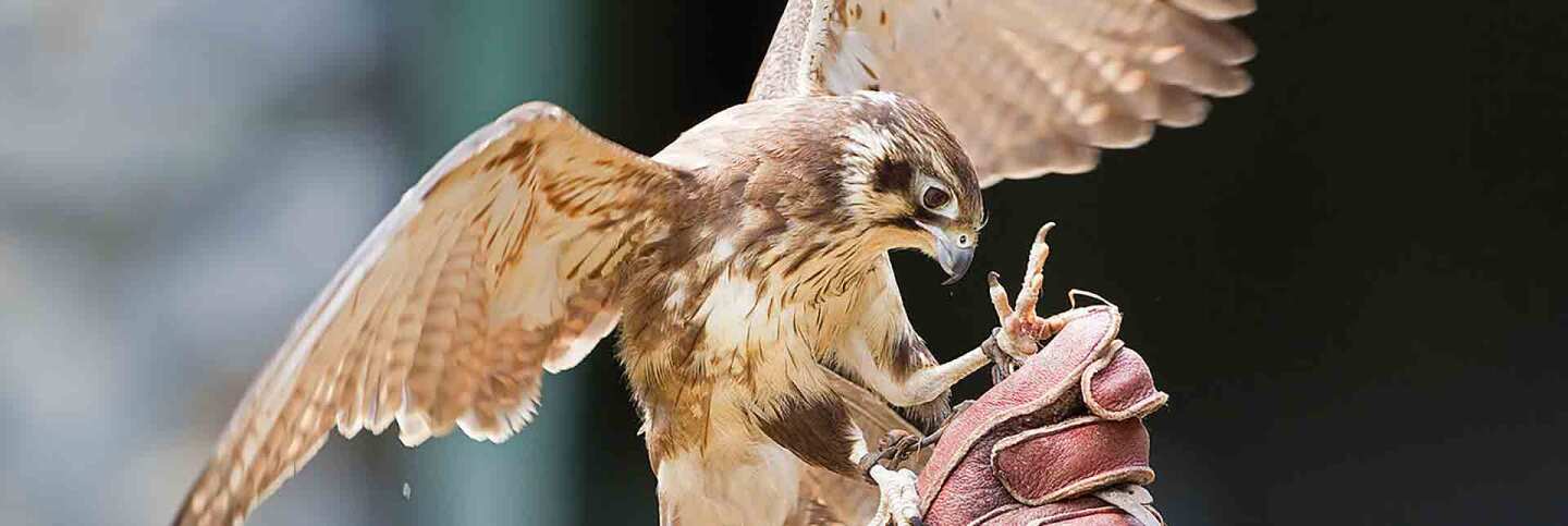 Did An Ancient Sport Help Save An Endangered Species Link Tv