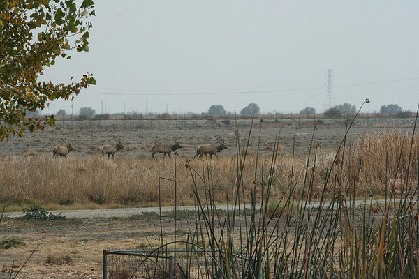 tule-elk-3-7-13-thumb-600x400-46659
