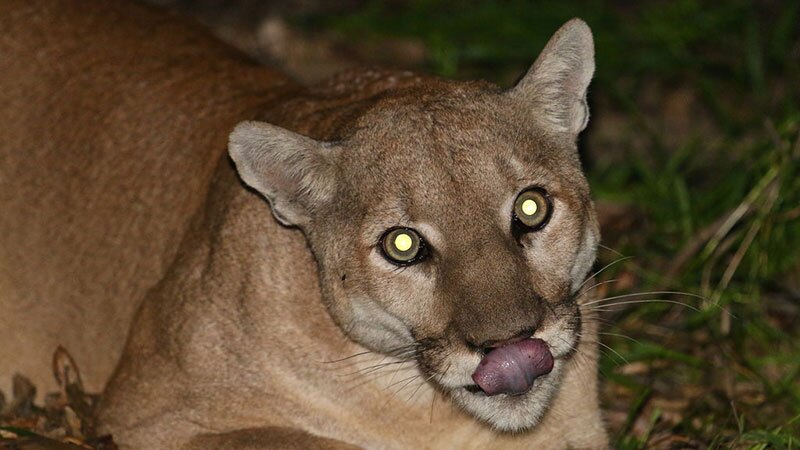 Mountain lion P41