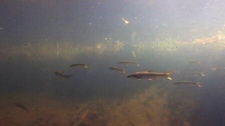 Oregon Farmers Surprised to Find Fish in Fields