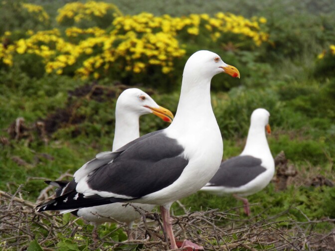 Anacapa Island: Seagulls