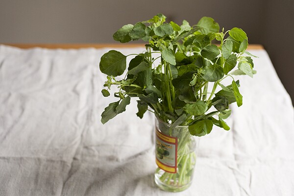 Bouquet of Fresh Papalo | Photo by Maria Zizka