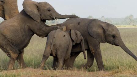 How Elephants Learn to Mate