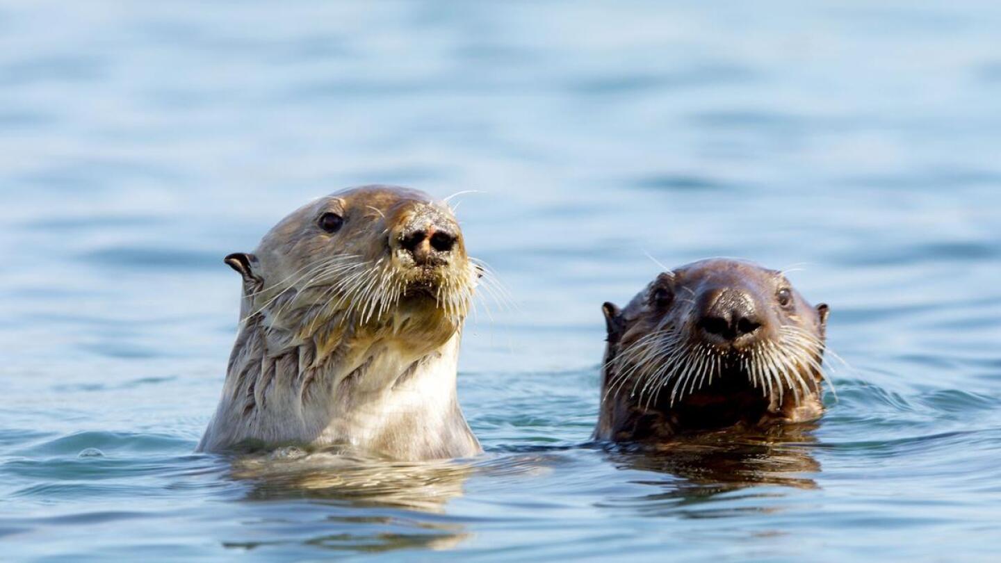 Animals look on from the water.