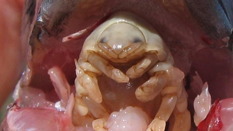 The Tongue-Eating Parasite