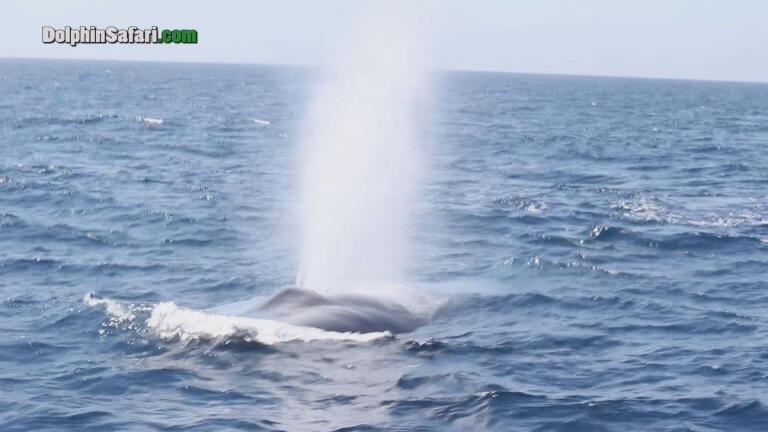 Whale Fight