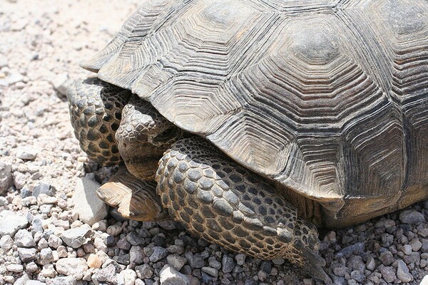 nevada-tort-10-28-13-thumb-600x400-62734