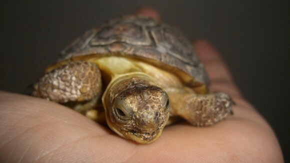 Desert_Tortoise_1.jpg