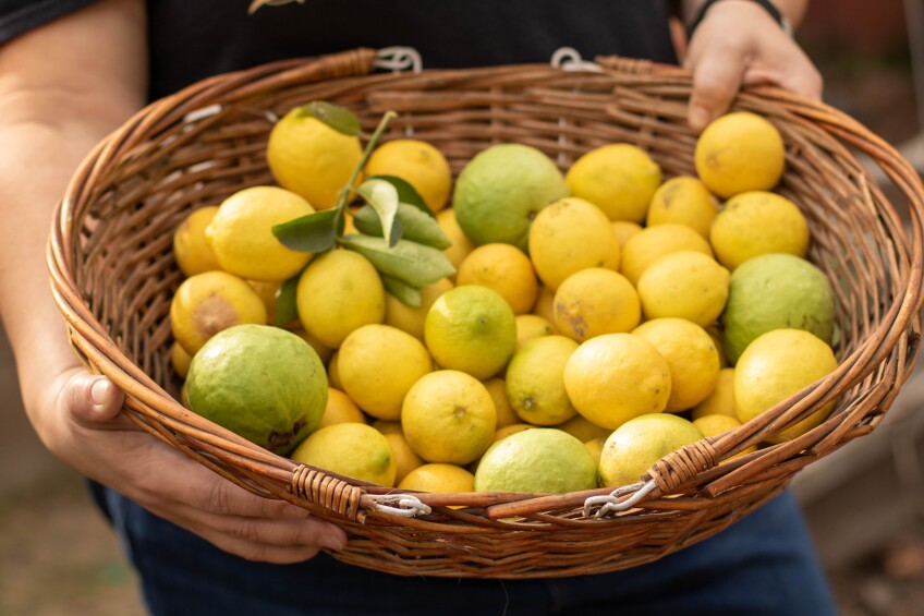 A woven basket holds bright yellow lemons and green guavas.