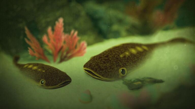 Sensitive Teeth? Blame This Fish