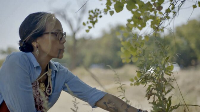 Sage LaPena gathers artemisia