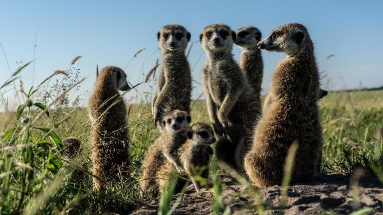 Meerkats Meet Migrating Zebras
