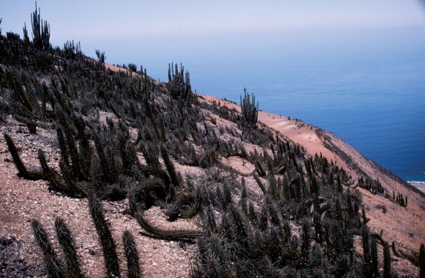 A population of Echinopsis deserticola growing in the fog zone of Chile, overlooking the South Pacific, an area that is paradoxically starved of water.
