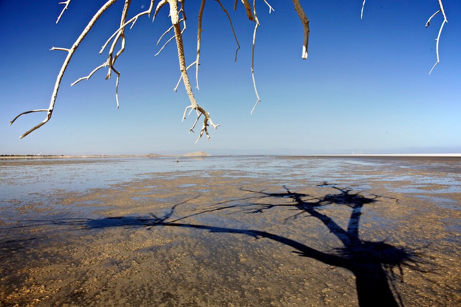 "Dead Tree, Bird Nests & Shadow." Salton Sea, CA. 2014. | Photo: Osceola Refetoff.