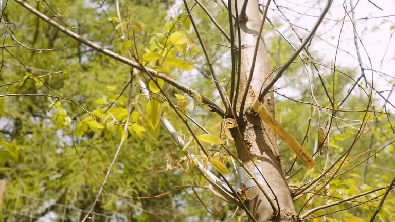 Saving The American Chestnut
