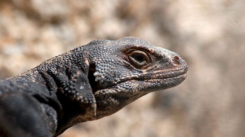 Chuckwalla at Joshua Tree