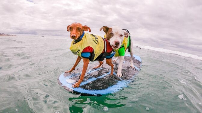 Surf-City-Dog-Contest-2019-174