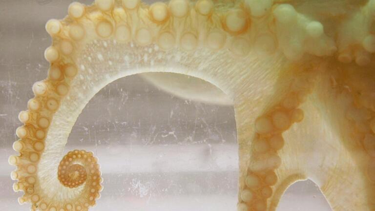 Think Like an Octopus