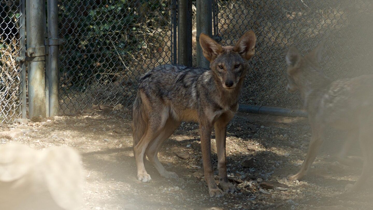 coyotes