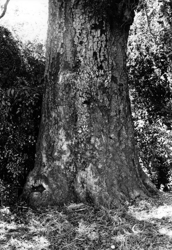 Close-up of the Cathedral Tree's trunk, showing the faint outline of a cross supposedly carved by Portola in 1770. Courtesy of the Photo Collection, Los Angeles Public Library.