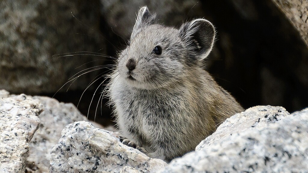 pika-8-24-16.jpg