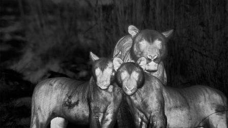 We Thought Male Tigers Were Solitary — Until Now